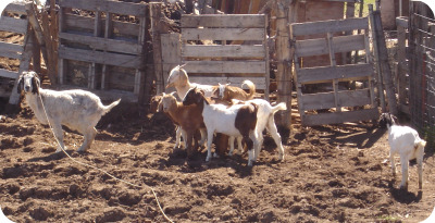 Wenas goats.jpg
